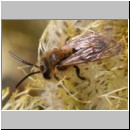 Andrena bicolor - Sandbiene w01.jpg